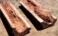 Golden Pacific Termite found this hollowed out log with a termite nest