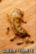 Golden Pacific Termite kills the termite queen along with the rest.