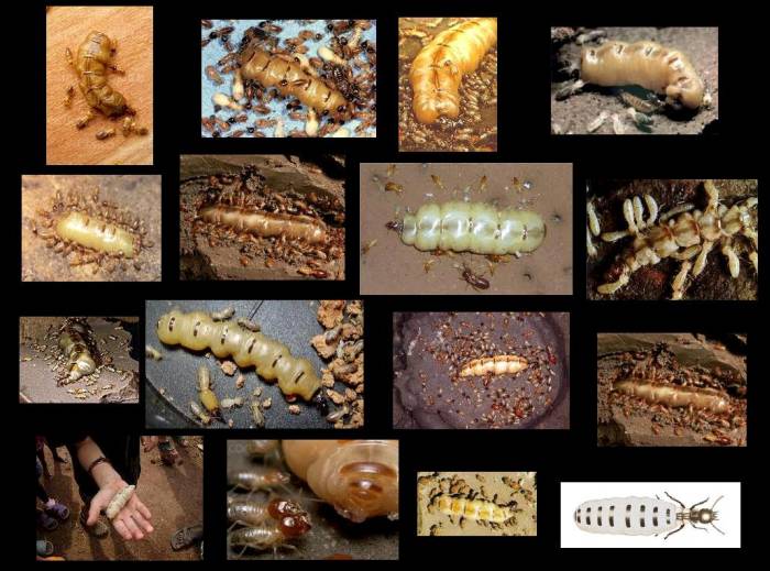 Golden Pacific Termite eradicates these nasty queens so the colony WILL NOT RETURN.