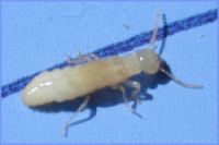 Golden Pacific Termite kills termites like this found in Southern California